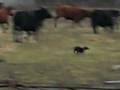 videos de Ceasar at the Farm Thanksgiving III