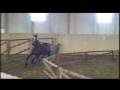 ZEDDA - S.I., baio scuro, 2005 - SALTO IN LIBERTA'