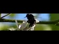 Tree bumblebee stuck again...