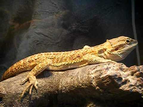 how to cure mbd in bearded dragons