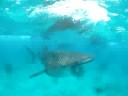 Kohki in Maldives 2008（ジンベイ）