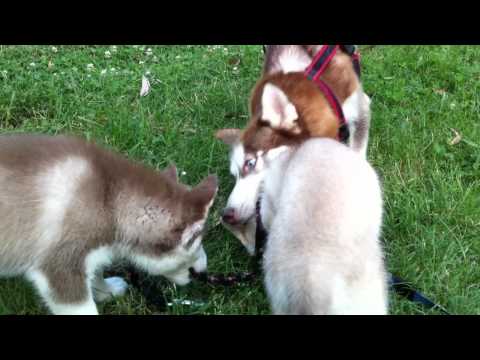 siberian husky