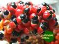 Almanaque Rural - Guaraná