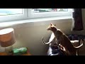Siamese Kitten Vs Fly