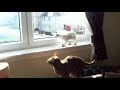 Siamese Kitten Vs Fly