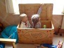 jack in a box