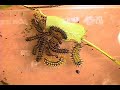 Here, a group of Nevada buck Moth (Hemileuca nevadensis) larvae molt their skins as a group. Notice that the larvae are of different sizes (although not of different ages) and still molt together at roughly the same time. The exact synchronization mechanism is still a mystery. The music is 