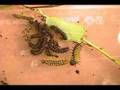 Nevada Buck Moth Group Molt Time Lapse