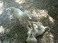yavru köpekler