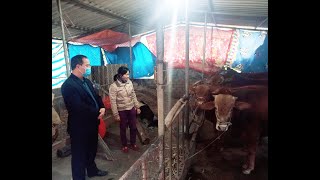 Lãnh đạo thành phố kiểm tra công tác phòng chống rét cho đàn trâu, bò trên địa bàn thành phố