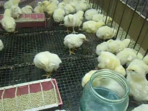 Выращивание куриц несушек в домашних условиях