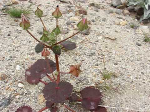 how to transplant an ocotillo plant