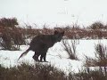 black-wolf.html