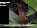 Cuidado de Orquideas. Como Reconocer Los Hongos y Las Bacterias