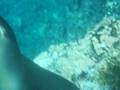 videos de Snorkeling with sealions in the galàpagos