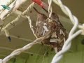 Hummingbird Whisperer Hummingbird Whisperer