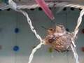 Hummingbird Whisperer