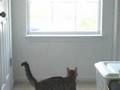 Simba-plays-on-the-window
