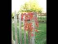 videos de 2251 E. Euclid Ave, Benton Harbor, MI 49022
