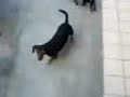 buddy and load