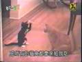 Ninja-Cat