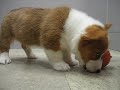Baby Corgi @ Petland