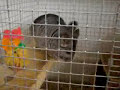 chinchillas mating
