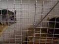 chinchillas mating