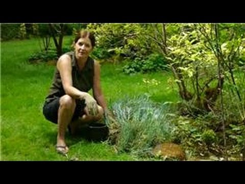 how to replant perennials