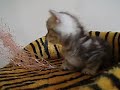 munchkin playing