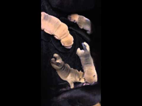Puppies Eating With Mommy 1