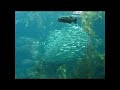 swirling shoal of fish