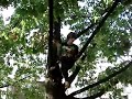 parkour-tree climbing and lache:)