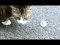 タンポポの綿毛を追いかけるハズキ Cat attacks Dandelion's fluff 2011/05/02