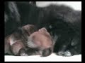 (Chow Chow) Zung Tzung Le\