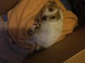 Sofie\