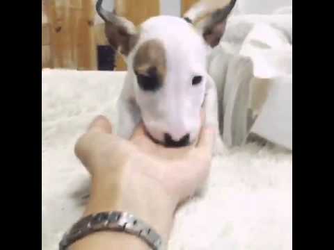 Cute Bull-terrier puppy called Hoony playing around
