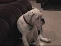 Olde Victorian Bulldogge MOJO 18 Weeks old