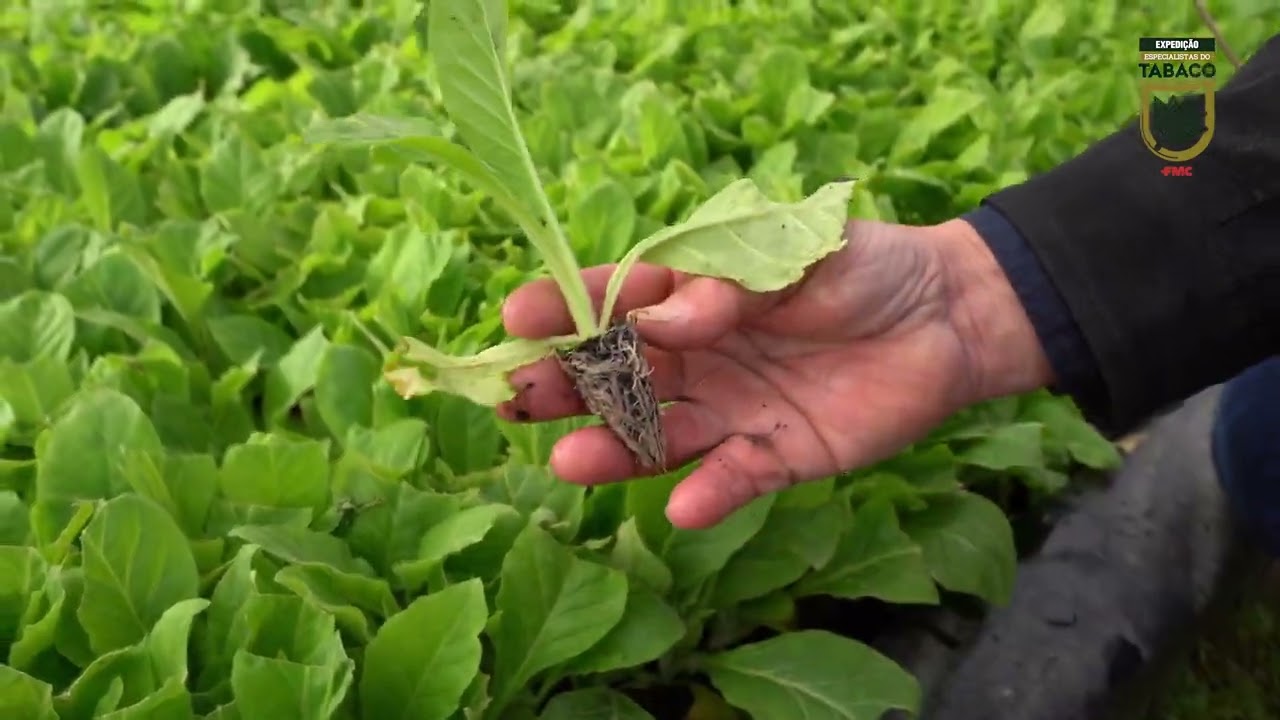 Expedição Especialistas do Tabaco - EP 6 Flavio Jacobsen
