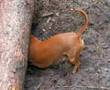 Dachshund, Jamnik Pimpul
