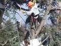 Berkeley Tree-Sit and Extractor June 17 2008: Very Rough Cut