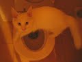 Lapo gatto allenato al wc - Lapo toilet trained cat