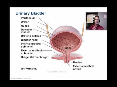 Micturition -