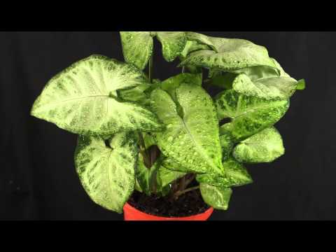 how to grow syngonium