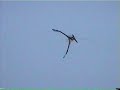 3D Ornithopter