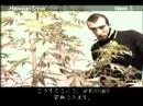 Green House Seed Hawaiian Snow Grow with Japanese Subtitles Green House Seed Hawaiian Snow Grow with Japanese Subtitles