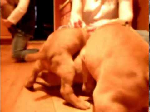 Champion Bloodline Vizsla Puppies