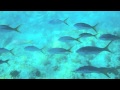 Guadalupa - Ilet Pigeon - Réserve Cousteau
