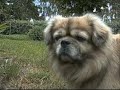 Tibetansk Spaniel  (Dandy)