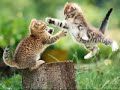 Girl warrior cats